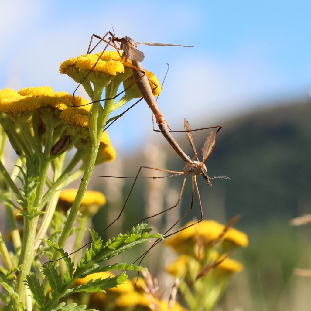 mating craneflies on tansy