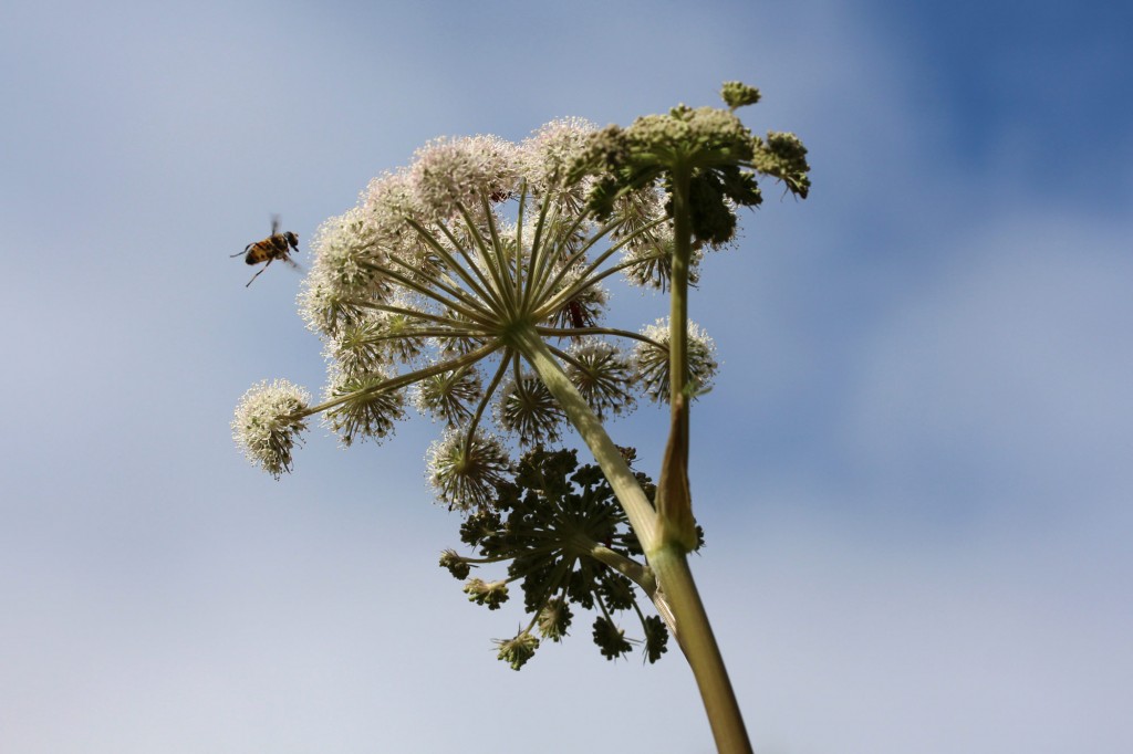 honey bee or hover fly in flight
