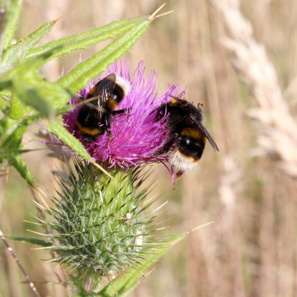 bumblebees on thistle