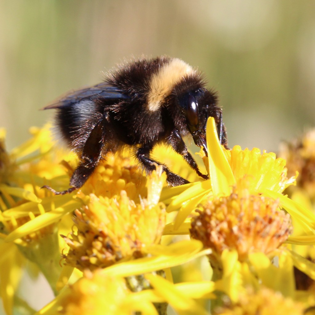 white-tailed bumblebee on ragwort