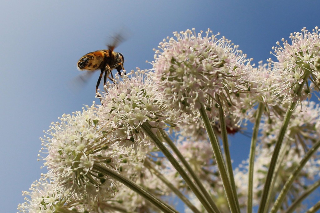hoverfly about to land on cow parsley