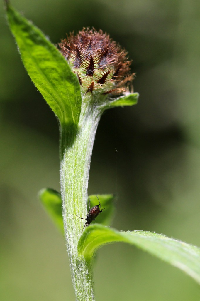 Black Bean aphid